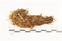 藏品(沼澤皺蒴蘚)的圖片