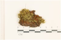 藏品(直葉珠蘚)的圖片