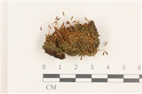 藏品(那霸短月蘚)的圖片