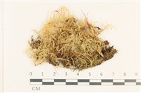 藏品(細枝青蘚)的圖片