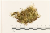 藏品(石地青蘚)的圖片