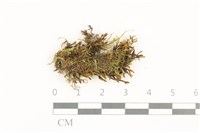 藏品(長肋青蘚)的圖片