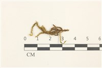 藏品(溪邊青蘚)的圖片