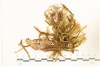 藏品(大熱澤蘚)的圖片