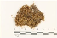 藏品(全緣小錦蘚)的圖片