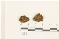 藏品(極地真蘚)的圖片
