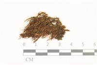 藏品(叢生真蘚)的圖片