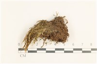 藏品(草黃濕原蘚)的圖片