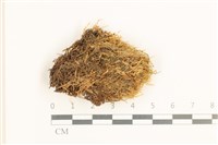 藏品(大濕原蘚)的圖片