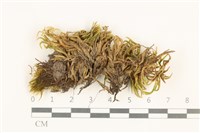 藏品(斜蒴蘚, 黃斜蒴蘚)的圖片