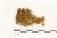 藏品(長肋細濕蘚)的圖片