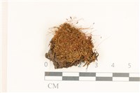 藏品(角齒蘚)的圖片