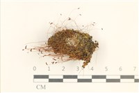 藏品(角齒蘚)的圖片