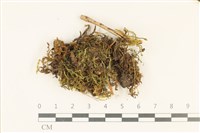 藏品(柳葉蘚)的圖片