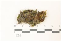 藏品(索氏叢本蘚)的圖片