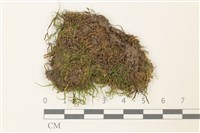 藏品(皺葉牛舌蘚)的圖片