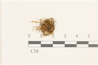 藏品(黃葉細濕蘚)的圖片