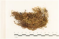 藏品(大葉濕原蘚)的圖片