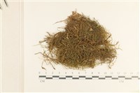 藏品(濕原蘚)的圖片