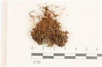 藏品(仙鶴蘚)的圖片