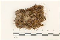 藏品(仙鶴蘚)的圖片