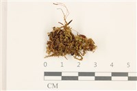 藏品(仙鶴蘚)的圖片