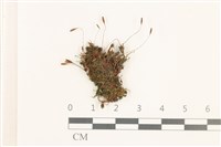 藏品(那霸短月蘚)的圖片