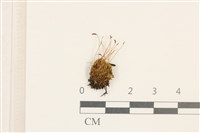 藏品(角齒蘚)的圖片