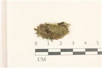 藏品(多胞裂萼苔)的圖片