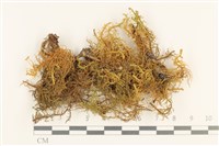 藏品(毛羽蘚)的圖片