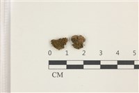 藏品(印度扭口蘚)的圖片