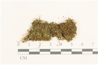 藏品(扁灰蘚)的圖片