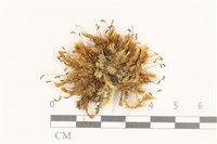 藏品(花錦蘚)的圖片