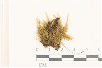 藏品(粗齒雉尾蘚)的圖片