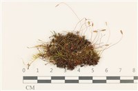 藏品(那霸短月蘚)的圖片