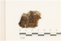 藏品(真蘚)的圖片