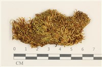 藏品(鞭枝曲柄蘚)的圖片