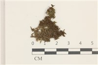 藏品(毛擬叉苔)的圖片