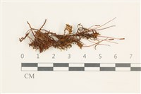 藏品(仙鶴蘚)的圖片