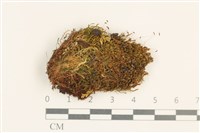 藏品(角齒蘚)的圖片