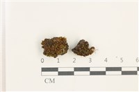 藏品(印度扭口蘚)的圖片