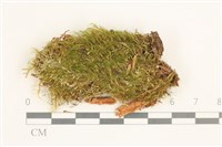 藏品(脆枝曲柄蘚)的圖片