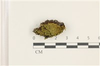 藏品(印度扭口蘚)的圖片