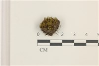 藏品(東亞昂氏蘚,東方昂氏蘚)的圖片