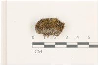 藏品(東亞昂氏蘚,東方昂氏蘚)的圖片