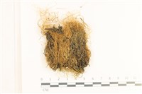 藏品(多疣懸蘚)的圖片