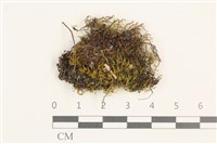 藏品(羽枝青蘚)的圖片