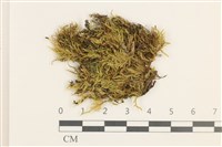 藏品(羽枝青蘚)的圖片