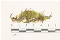 藏品(羽枝青蘚)的圖片