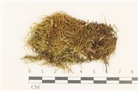 藏品(羽枝青蘚)的圖片